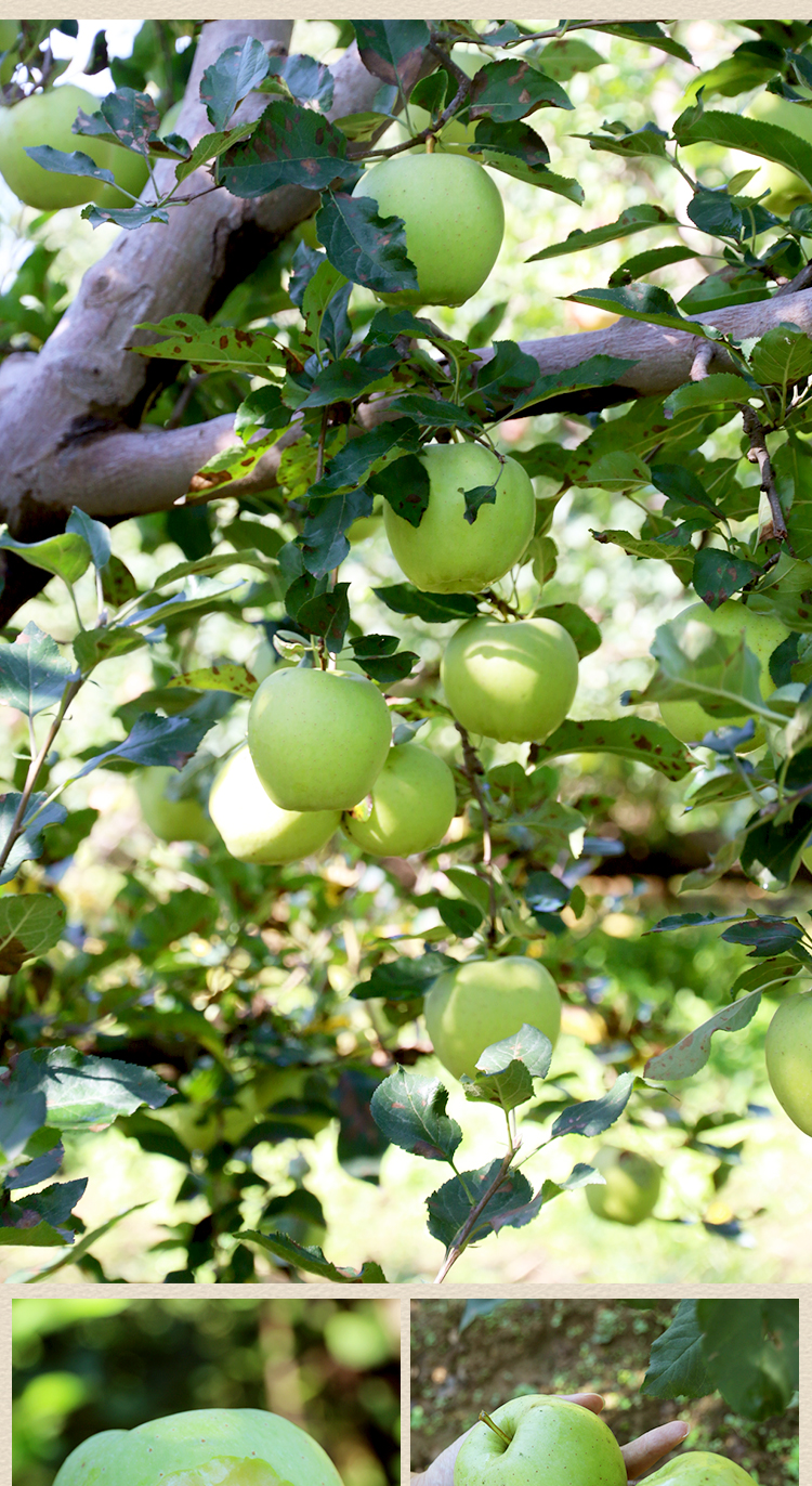 密云山区新鲜黄元帅苹果真正老树老品种小时候的味道25kg装