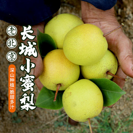 密云 长城小蜜梨 老北京走街串巷吆喝皮薄汁多梨子 脆甜多汁 500g 新鲜水果 商品图0