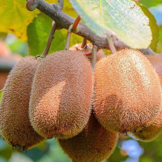 福利来袭~【翠香猕猴桃】10-12头/礼盒，约2斤，爆汁甜。 商品图2