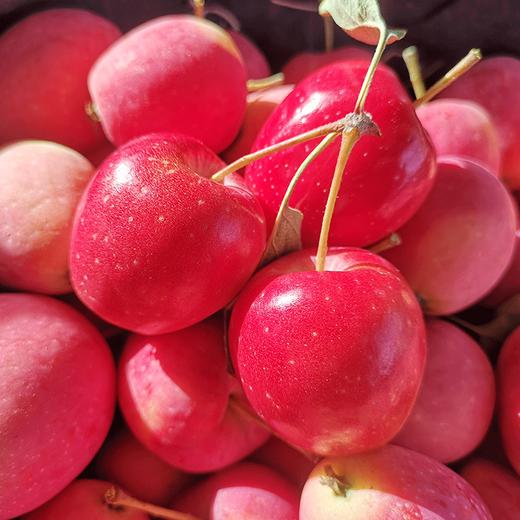 【果蔬精选】新疆香妃海棠果（顺丰直达）新鲜采摘 苹果和海棠的结晶 娇小玲珑 颜值可人 口感独特 果肉脆甜 带“香妃”的水果皆不凡 商品图0