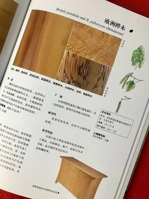 《识木 全球220种木材图鉴》[英] 特里·波特 著，洪健 译  华中科技大学出版社 商品图4
