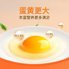 【12盒周期购】圣迪乐鲜蛋高端农场20枚/盒，限定直供 商品缩略图6