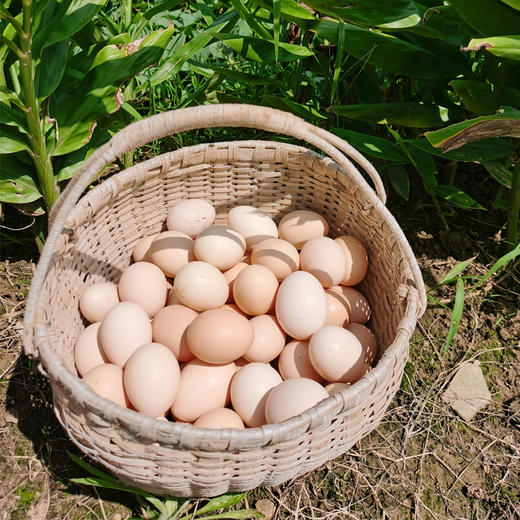 【顺丰冷链发货】皖南高山散养走地鸡老母鸡土鸡农家鸡肉新鲜蒸只柴鸡笨鸡现杀土鸡蛋 商品图1
