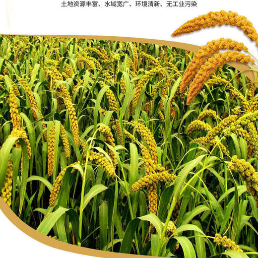 红枣小米组合黄金小米5斤赠新疆大枣3斤组合装 商品图1