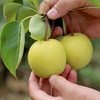 密云 长城小蜜梨 老北京走街串巷吆喝皮薄汁多梨子 脆甜多汁 500g 新鲜水果 商品缩略图2