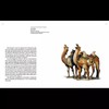 嘉德文库 |嘉德文库 |《海外馆藏文物精粹：陶瓷器》《CERAMICS》（英文）五洲传播 商品缩略图5