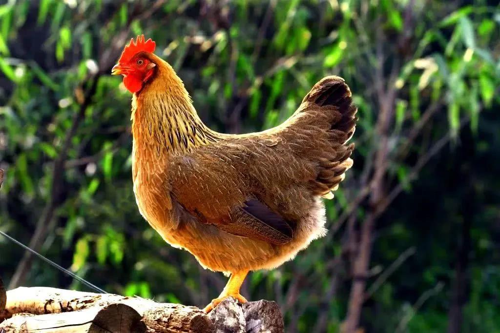 故乡好物 | 清远飞来凤月子鸡