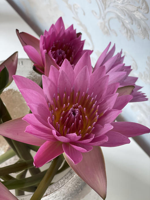 配花 | 睡莲粉色 商品图3