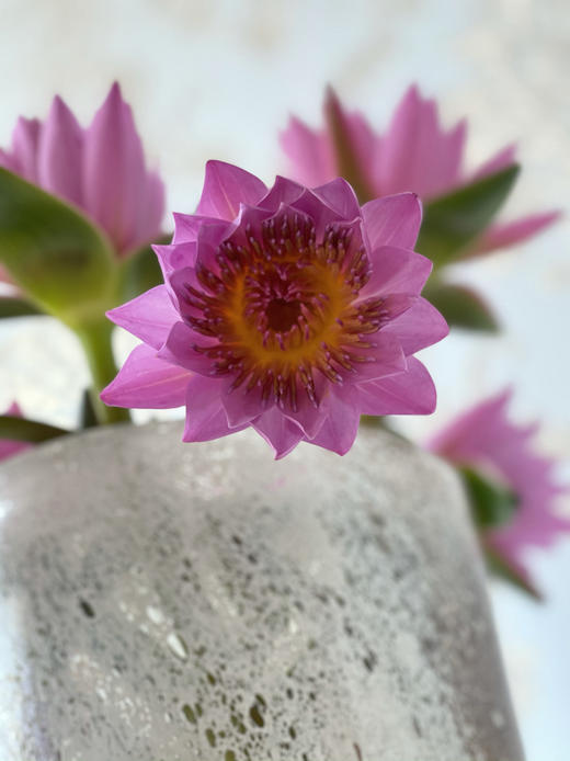 配花 | 睡莲粉色 商品图0