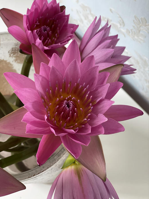 配花 | 睡莲粉色 商品图1