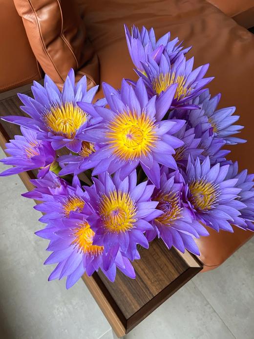 配花 | 睡莲紫色 商品图1