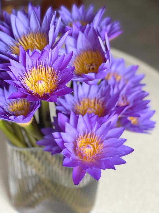 配花 | 睡莲紫色 商品图2