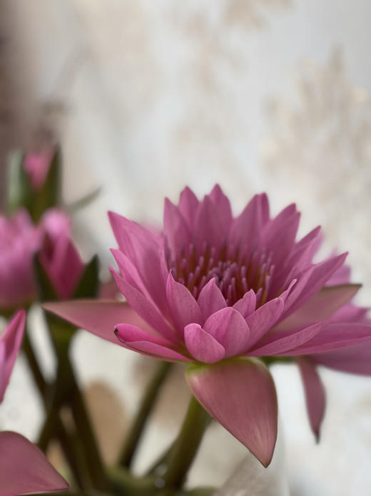 配花 | 睡莲粉色 商品图2