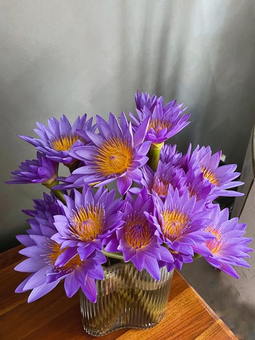 配花 | 睡莲紫色 商品图0