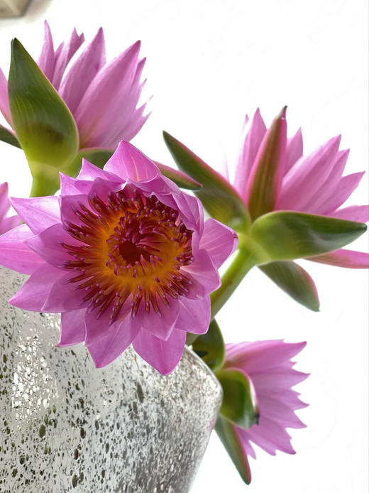 配花 | 睡莲粉色 商品图4