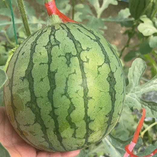 爆甜手撕小糖丸西瓜，甜度报表，肉质脆嫩的迷你麒麟瓜，一人一只 毫无压力，超好吃的西瓜🍉 商品图5