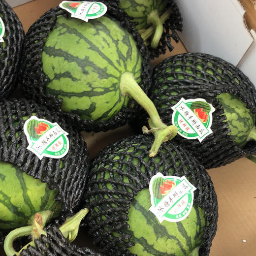 爆甜手撕小糖丸西瓜，甜度报表，肉质脆嫩的迷你麒麟瓜，一人一只 毫无压力，超好吃的西瓜🍉 商品图7