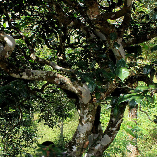 【干仓老茶】吉顺号 2014年普洱生茶《勐宋》勐海保塘旧寨古树生茶饼357g/饼 商品图3