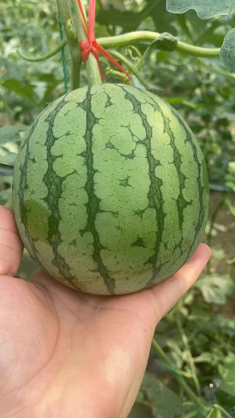 爆甜的吃瓜群众糖丸西瓜,甜度报表,肉质脆嫩的迷你无籽麒麟瓜,一人