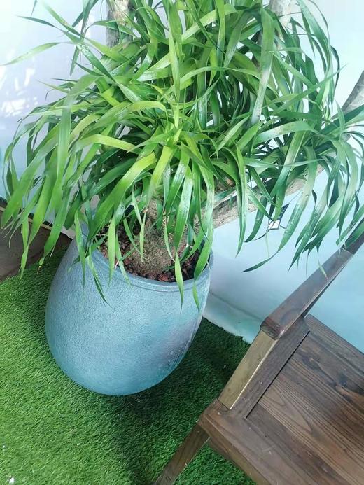 圆水泥盆—龙血树 商品图1