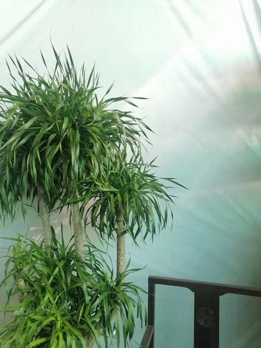 圆水泥盆—龙血树 商品图2