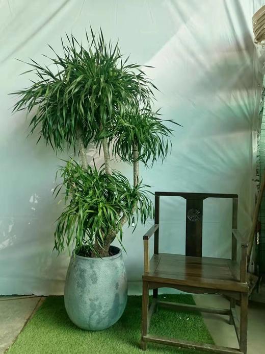 圆水泥盆—龙血树 商品图0