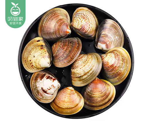 本港鲜活净贝文蛤/1份（400g±20g，8-12个） 商品图1