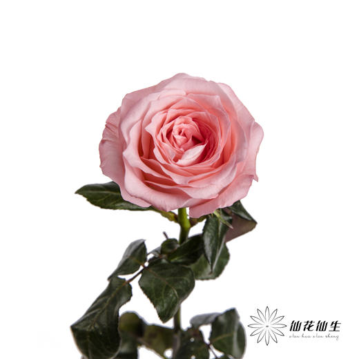 基地单头玫瑰 | 戴安娜 商品图3