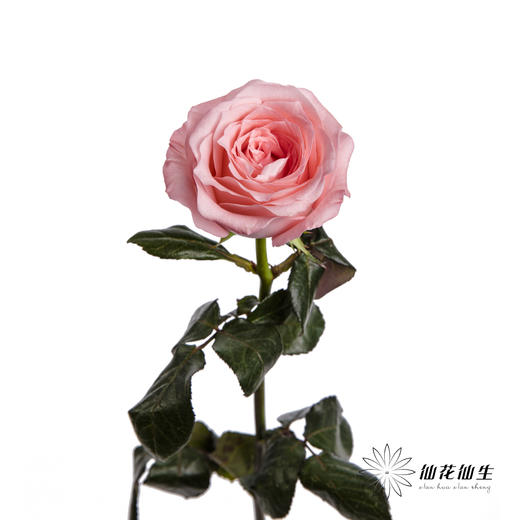 基地单头玫瑰 | 戴安娜 商品图5