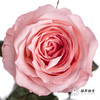 基地单头玫瑰 | 戴安娜 商品缩略图0