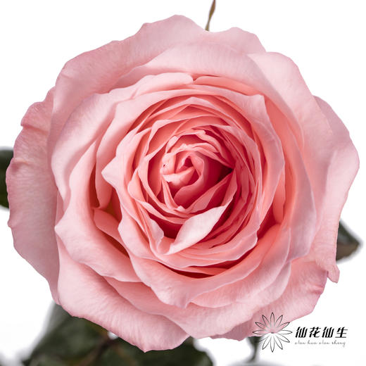 基地单头玫瑰 | 戴安娜 商品图0