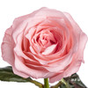 基地单头玫瑰 | 戴安娜 商品缩略图1