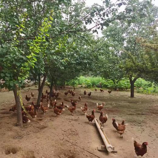 【产地直发包邮】纯草庄园柴母鸡1kg+ 商品图2