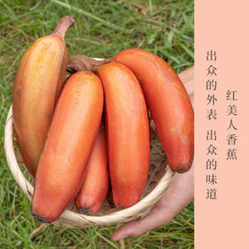 云南西双版纳红美人香蕉  自然熟 当季新鲜现摘  软甜嫩滑香甜果形细长外表红润色泽艳丽入口即化 口留余香