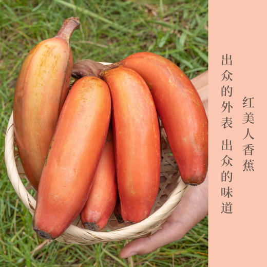 云南西双版纳红美人香蕉  自然熟 当季新鲜现摘  软甜嫩滑香甜果形细长外表红润色泽艳丽入口即化 口留余香 商品图0