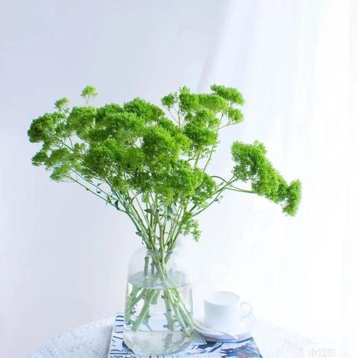 zlh夕雾草绿色a级5