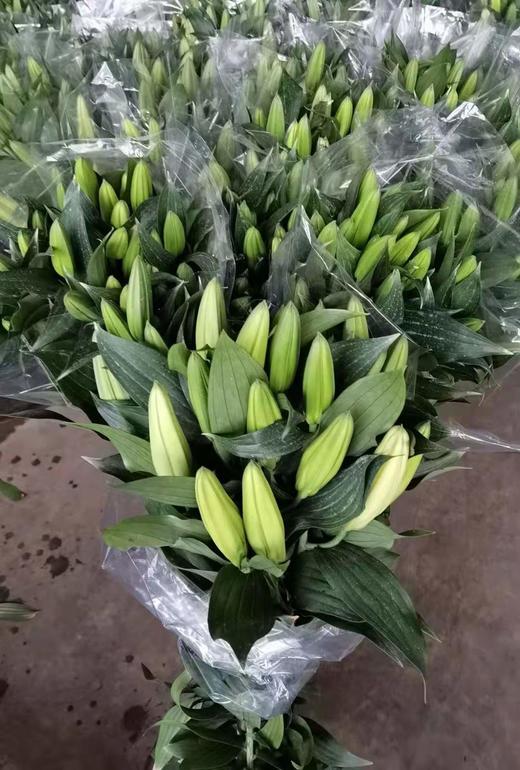 jyc百合西伯利亚3头