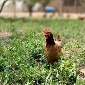 【产地直发包邮】纯草庄园柴母鸡1kg+