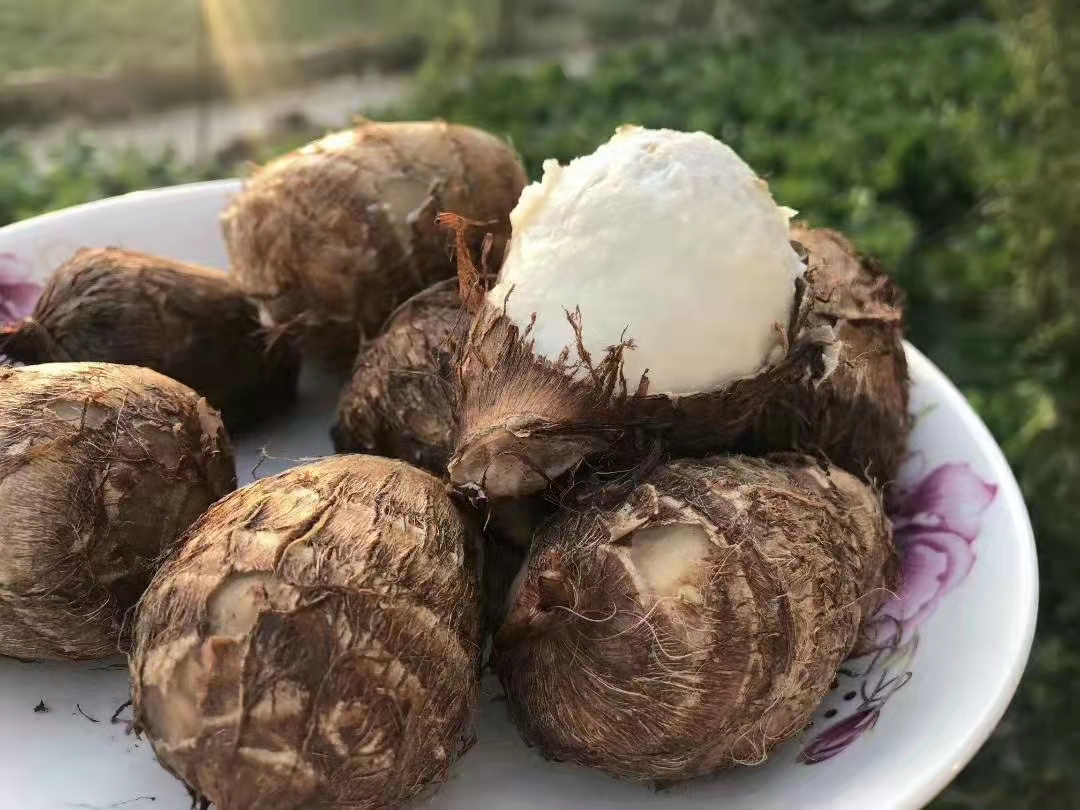 山东奶油精品芋头净重5斤  全国包邮