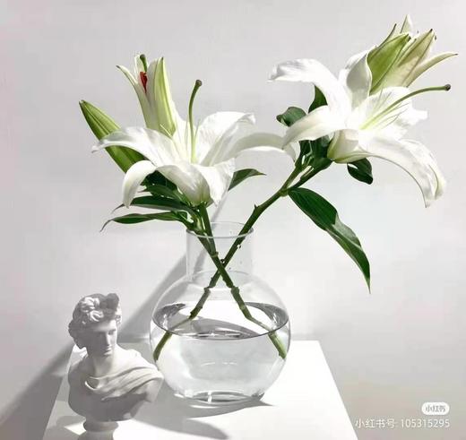 jyc百合西伯利亚3头