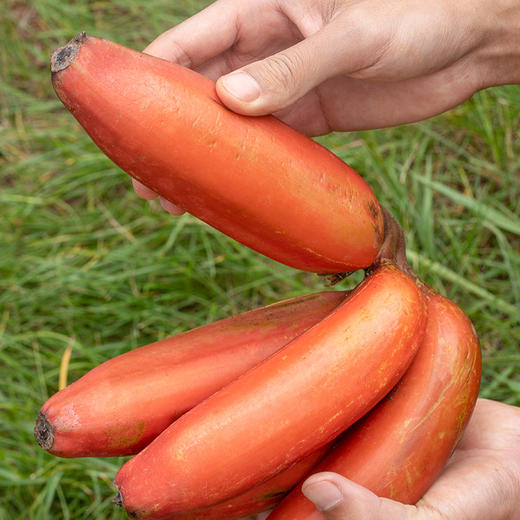 云南西双版纳红美人香蕉  自然熟 当季新鲜现摘  软甜嫩滑香甜果形细长外表红润色泽艳丽入口即化 口留余香 商品图1