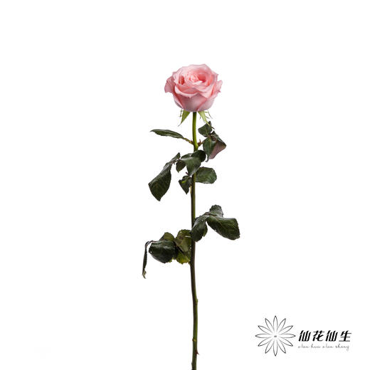 基地单头玫瑰 | 戴安娜 商品图4