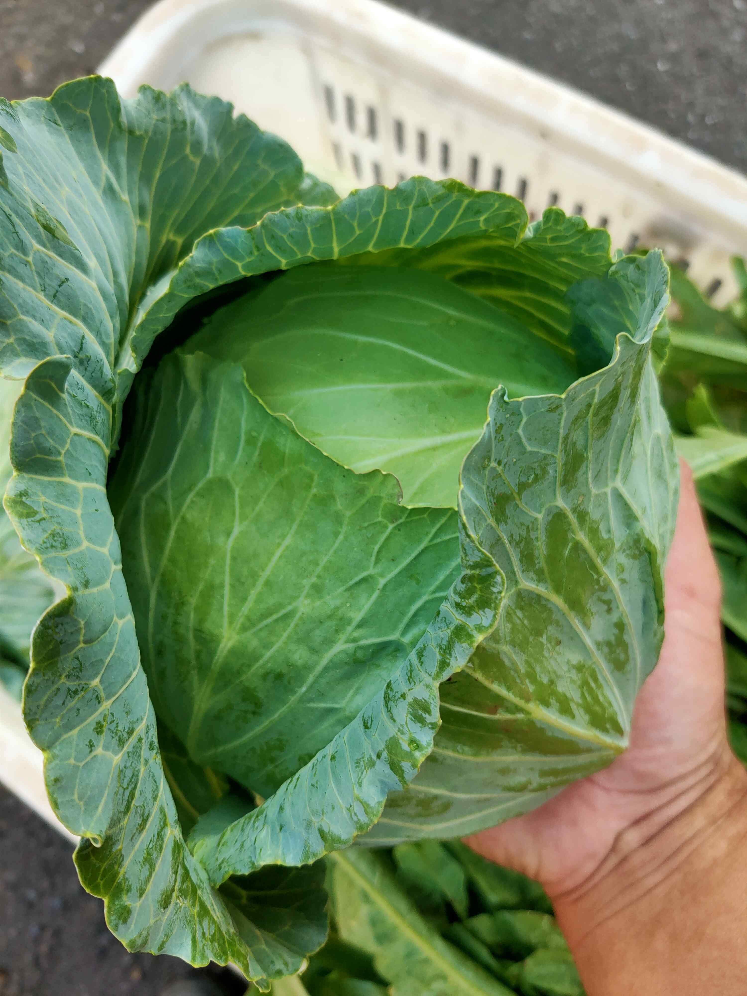 乡里包菜 ，1棵