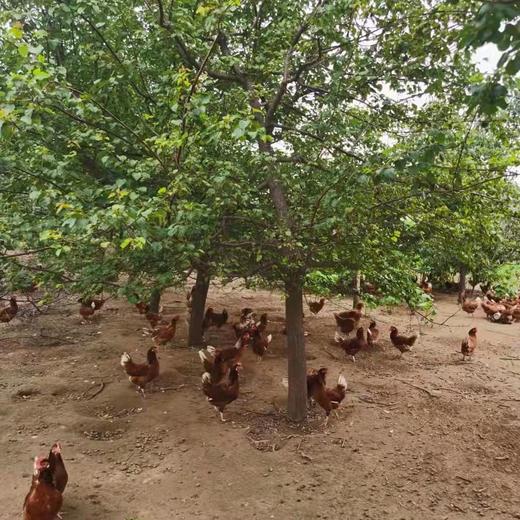 【产地直发包邮】纯草庄园柴母鸡1kg+ 商品图1