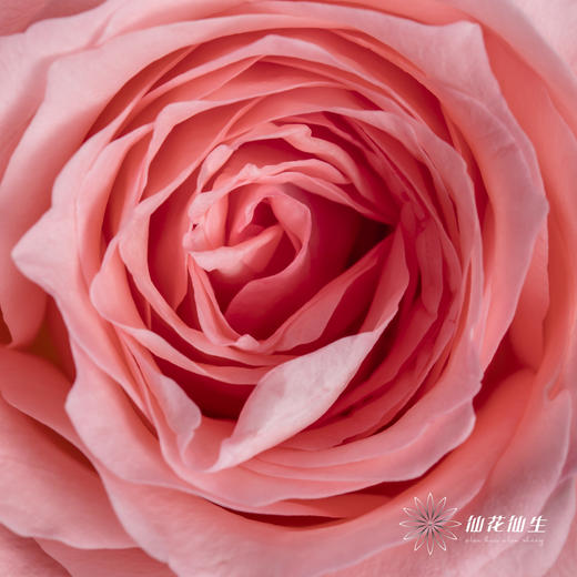 基地单头玫瑰 | 戴安娜 商品图2