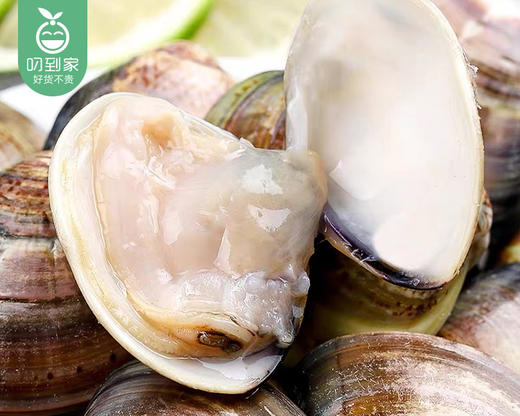 本港鲜活净贝文蛤/1份（400g±20g，8-12个） 商品图2