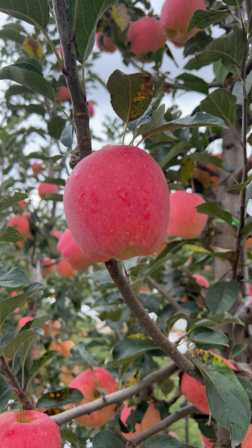 ‼️有活动（下单8斤多送半斤）陕西秦脆高糖苹果🍎 商品图1