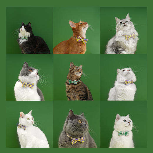 zeze-宠物领结-B(包邮) 商品图5