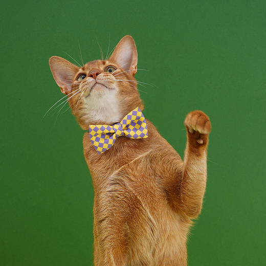 zeze-宠物领结-B(包邮) 商品图1