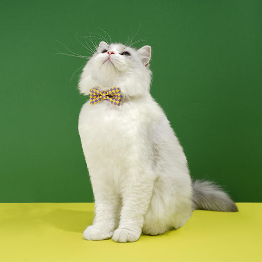 zeze-宠物领结-B(包邮) 商品图3